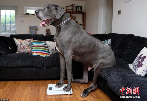 英國最大犬如小象