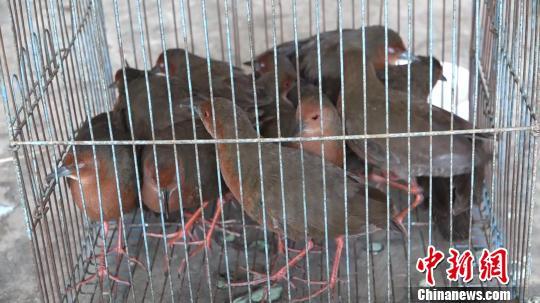 叔侄吹簫誘捕動物