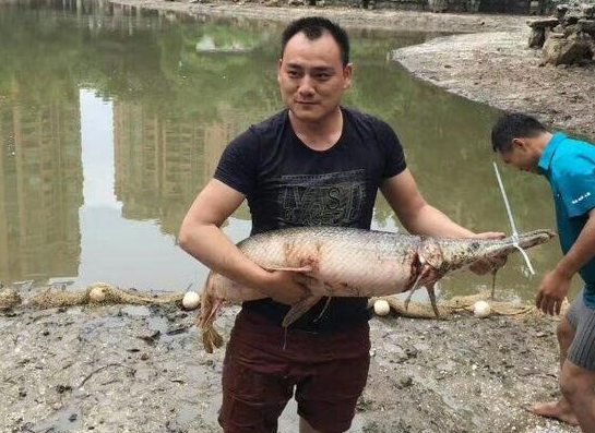 小區(qū)撈出頂級(jí)毒魚鱷雀鱔