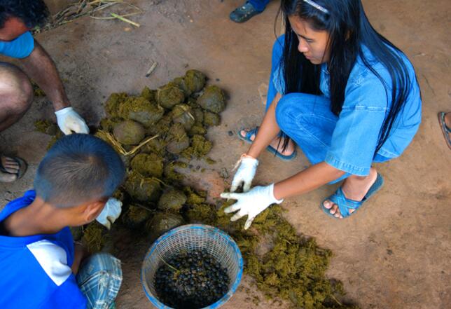 世界最貴象屎咖啡