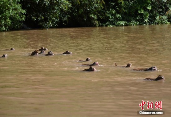 男子帶領百猴渡河