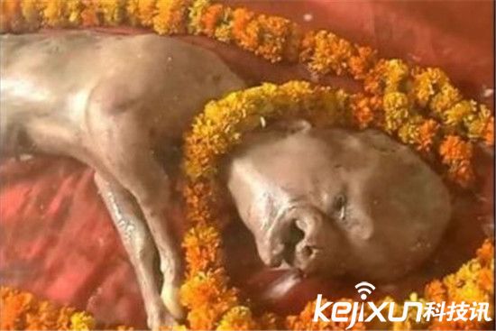 印母牛產人面牛犢