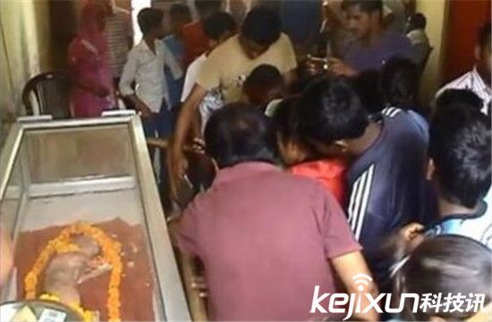 印母牛產人面牛犢