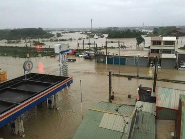 野生魚龜被沖上岸