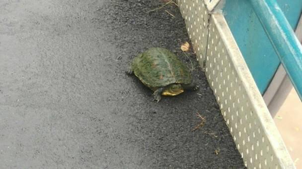 野生魚龜被沖上岸