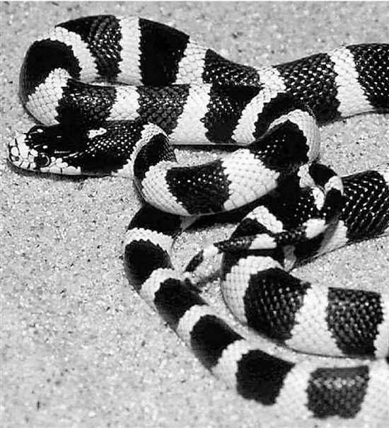 男子好奇掰開蛇嘴 被銀環蛇咬傷