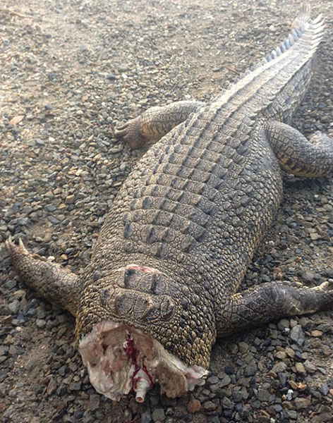 男子被控斬首鱷魚