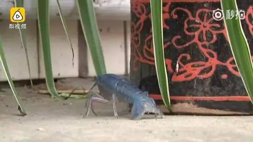 江蘇現藍色小龍蝦