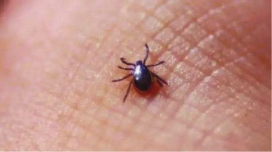 紹興男子被恙蟲咬后發(fā)高燒