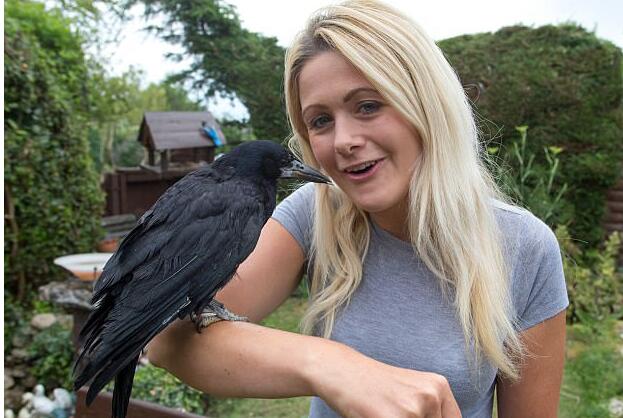 淘氣烏鴉偷信用卡