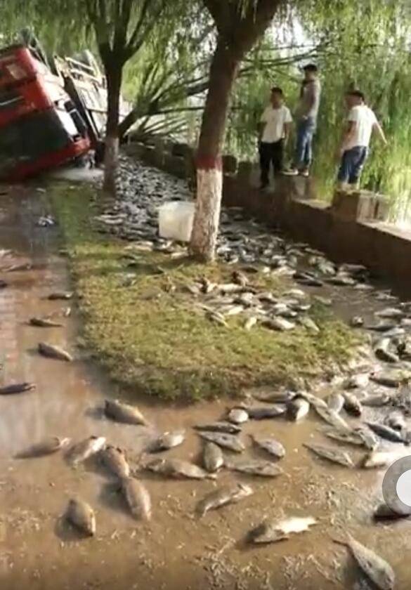 車側翻魚兒遭哄搶
