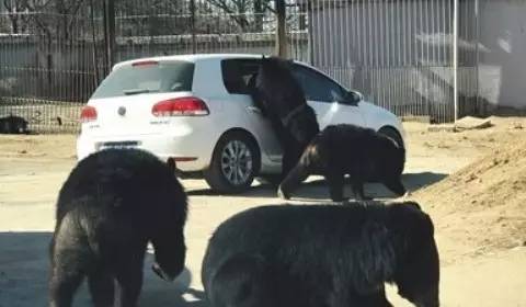 游客開車窗喂熊