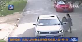 游客開車窗喂熊