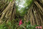樹怪根部似森林 榕樹不奇怪
