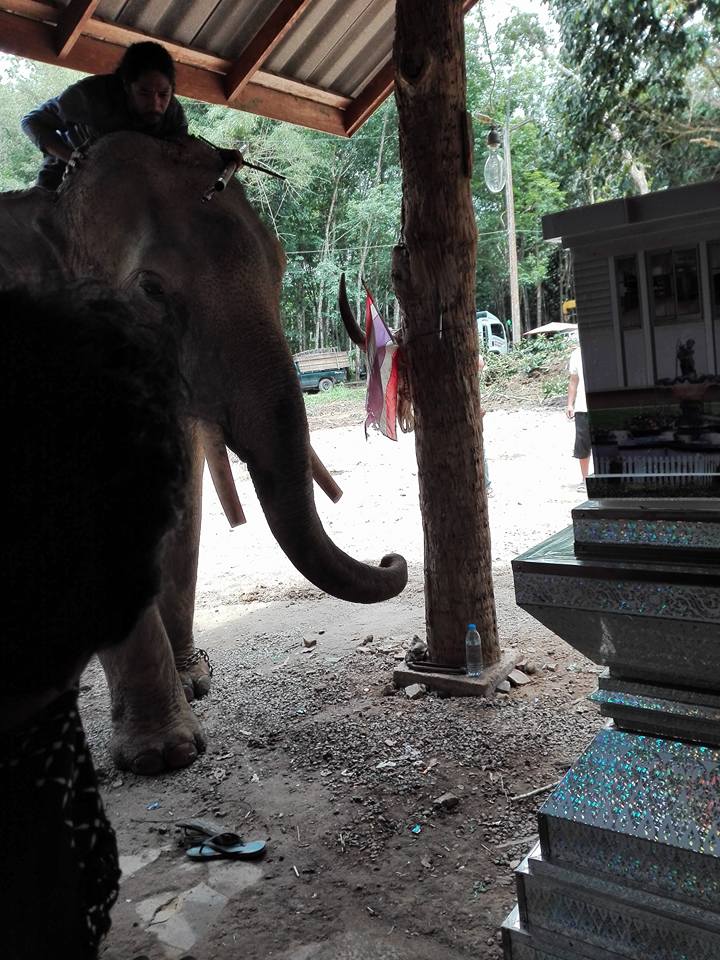 主人遇難大象跪拜