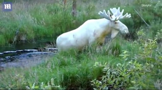 瑞士罕見白駝鹿