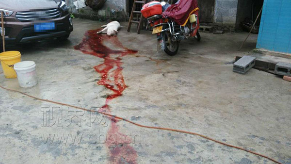 重慶雷電劈死200斤肥豬 周末高溫雷雨大風(fēng)并存