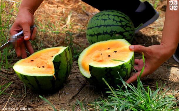 土豪金西瓜賺60萬