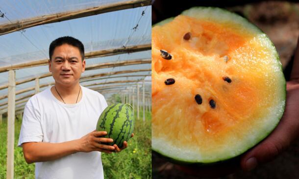 土豪金西瓜賺60萬