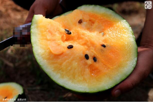 土豪金西瓜賺60萬