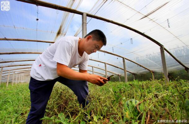 土豪金西瓜賺60萬