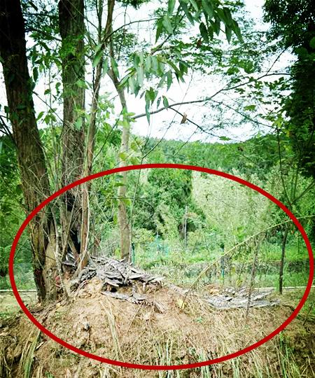 四川78條鱷魚出逃