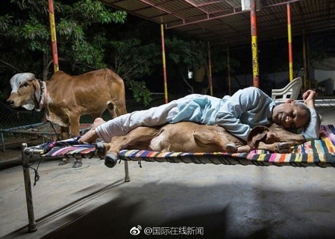 拋妻與母牛共住