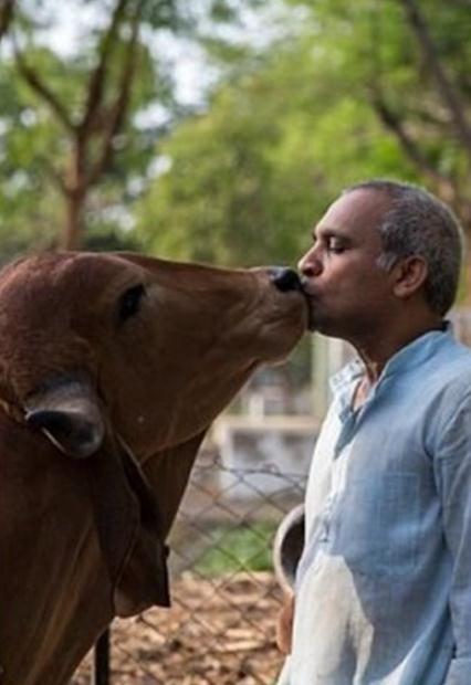 拋妻與母牛共住