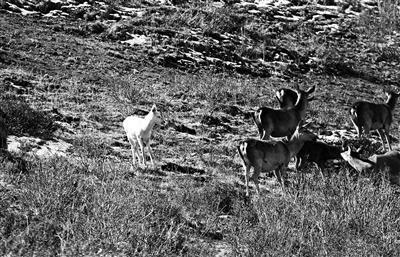 我國首現(xiàn)白色馬鹿