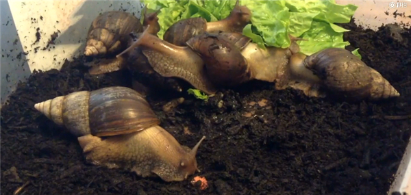 把蝸牛吃到滅絕