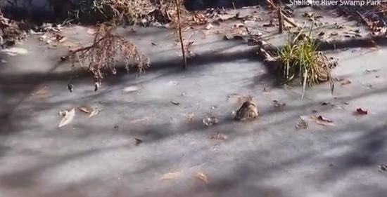 美國炸彈氣旋來襲 鱷魚被凍住