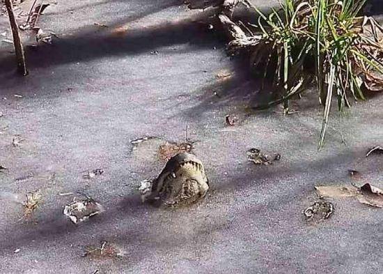 美國炸彈氣旋來襲 鱷魚被凍住