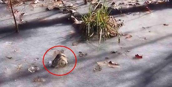 美國炸彈氣旋來襲 鱷魚被凍住