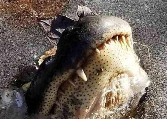 美國炸彈氣旋來襲 鱷魚被凍住