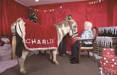 毛驢當(dāng)上治療師