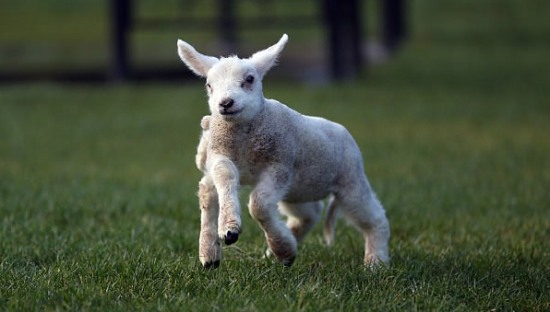 羊羔天生5條半腿