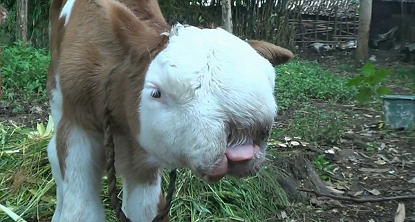 新生牛犢長貓臉