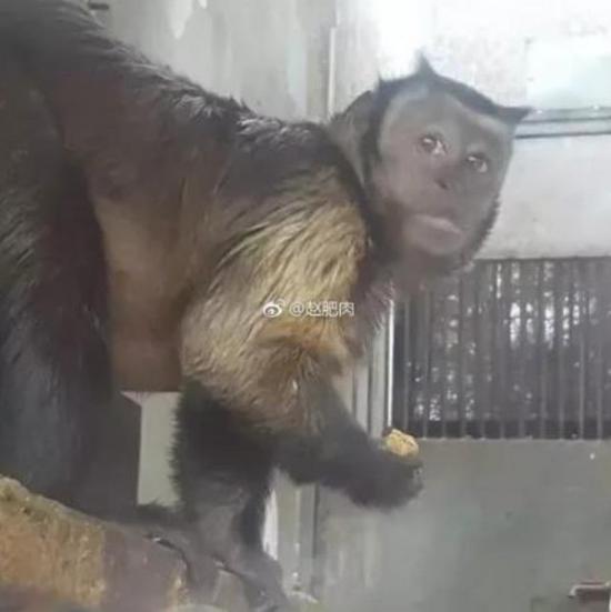 猴子藏人類靈魂