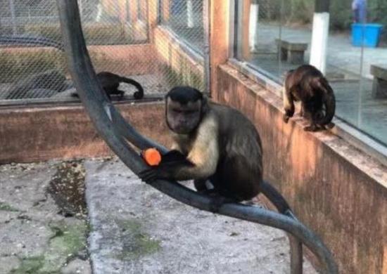 猴子藏人類靈魂