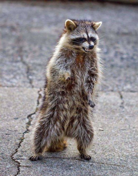 俄州現僵尸浣熊