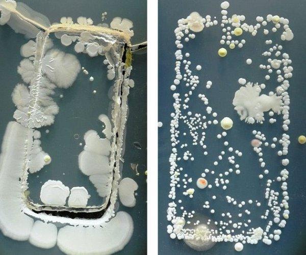 手機竟比馬桶還臟