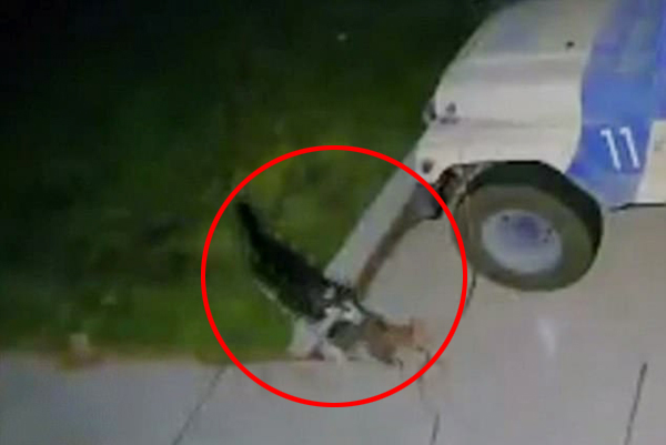 美哈士奇大開殺戒