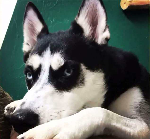 美哈士奇大開殺戒