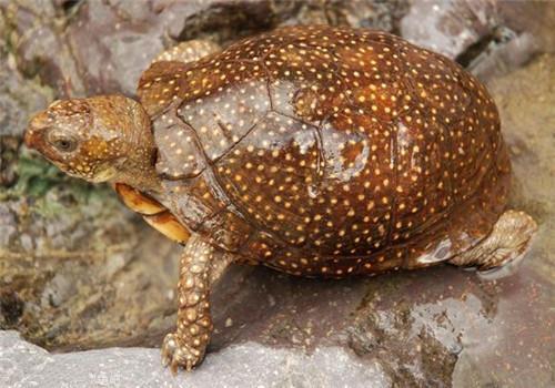 空乘走私活龜被罰