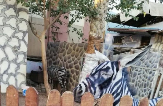 動物園畫驢成斑馬