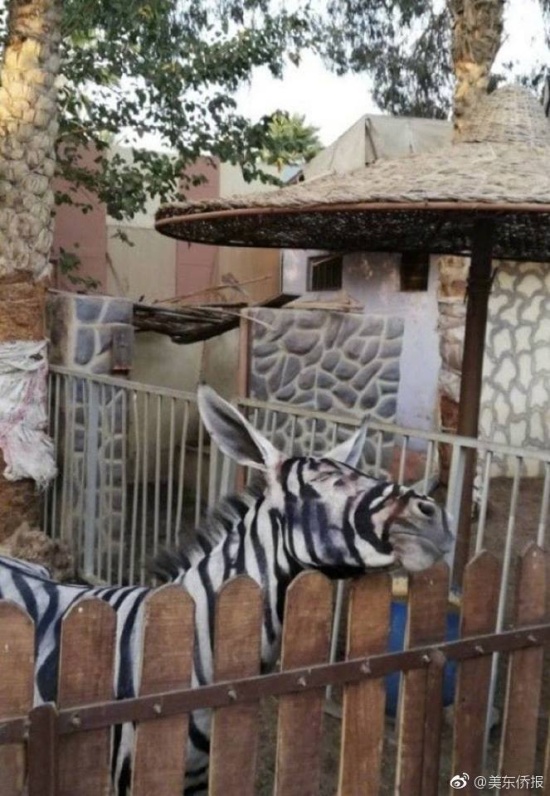 動物園畫驢成斑馬