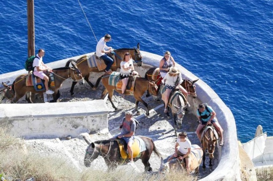 驢被胖游客壓脫皮