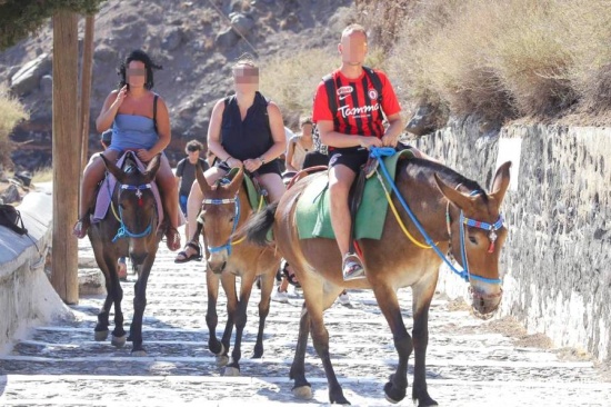 驢被胖游客壓脫皮