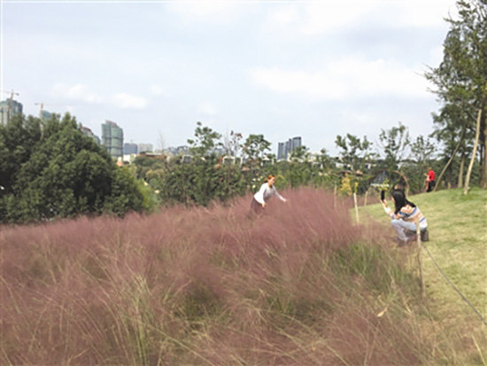 成都網(wǎng)紅粉黛遭殃