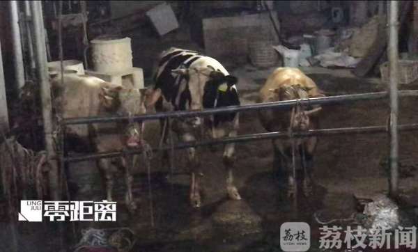 給活牛注水120斤 暗訪黑心屠宰場